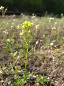 -draba_nemorosa-kvetenstvi.jpg
