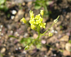 -draba_nemorosa-kvety.jpg