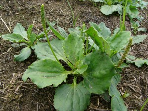 -plantago_uliginosa-skupina.jpg