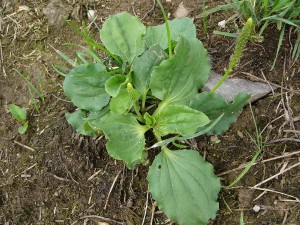 -plantago_uliginosa1.jpg