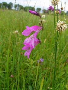 -gladiolus_palustris-kvet.jpg