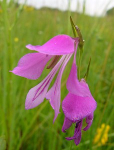 -gladiolus_palustris-detail.jpg