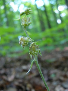 -epipactis_microphylla1.jpg