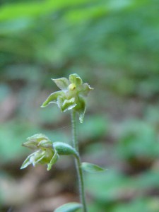 -epipactis_microphylla-detail1.jpg