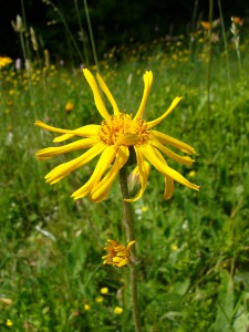 -arnica_montana-kvet.jpg