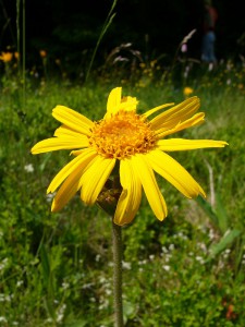 -arnica_montana-kvet1.jpg