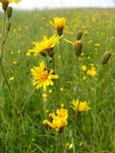 -crepis_mollis_h-cela1.jpg