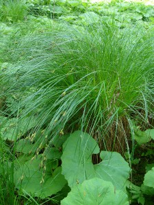 -carex_cespitosa-cela1.jpg