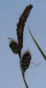 -carex_cespitosa-plod1.jpg