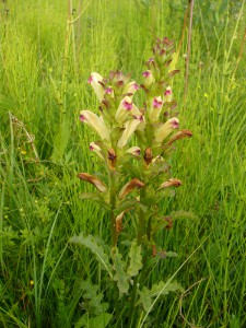 -pedicularis_sceptrum-cely1.jpg