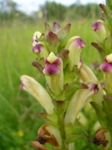 -pedicularis_sceptrum1.jpg