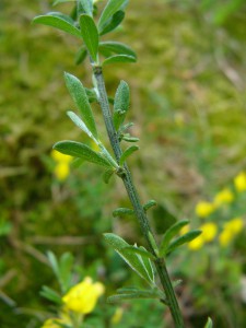 -genista_pilosa-listy.jpg