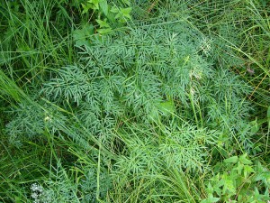 -peucedanum_palustre-list3.jpg