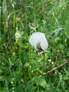 -papaver_maculosum-cely1.jpg
