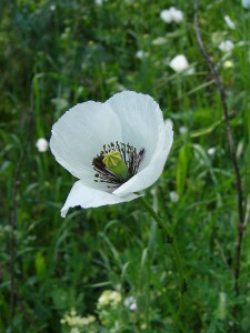 -papaver_maculosum1.jpg