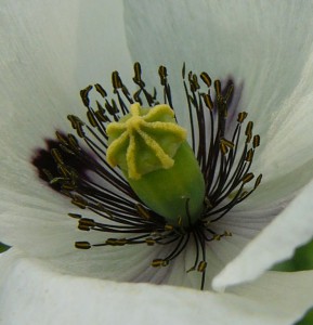 -papaver_maculosum-detail.jpg