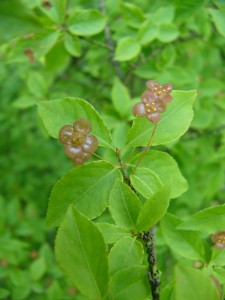 -euonymus_verrucosa1.jpg