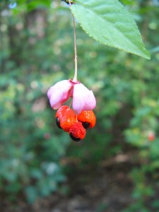 -euonymus_verrucosus-plod.jpg