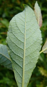 -salix_silesiaca1.jpg