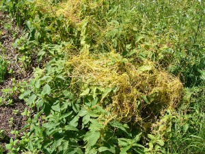-cuscuta_europaea-porost.jpg