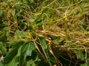 -cuscuta_europaea1.jpg