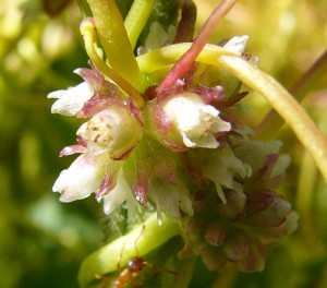 -cuscuta_europaea-detail.jpg