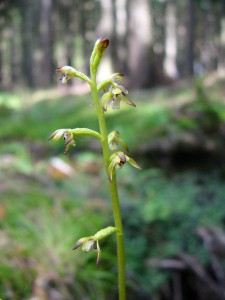 -corallorhiza_trifida-cela.jpg