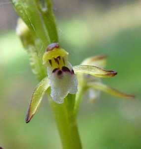 -corallorhiza_trifida-detail.jpg