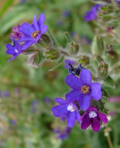 -anchusa_officinalis-kvety1.jpg