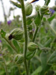 -anchusa_officinalis-lodyha1.jpg