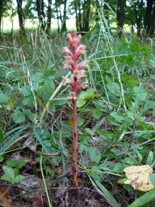 -orobanche_kochii-cela1.jpg