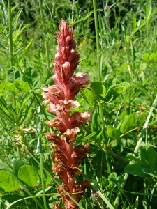 -orobanche_kochii1.jpg