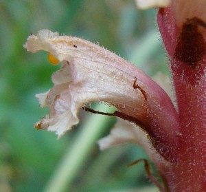 -orobanche_kochii-kvet1.jpg