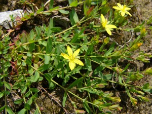 -hypericum_humifusum1.jpg