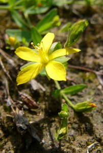 -hypericum_humifusum-kvet1.jpg
