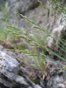 -poa_riphaea1.jpg
