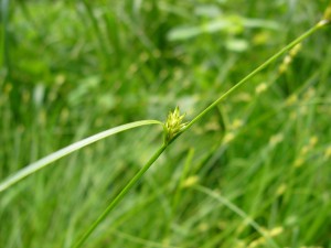 -carex_remota1.jpg