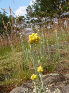 -helichrysum_arenarium-cely1.jpg