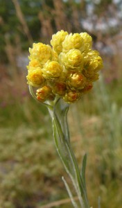 -helichrysum_arenarium1.jpg