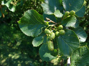 -alnus_alnobetula1.jpg