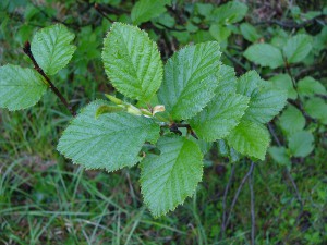 -alnus_alnobetula-cela1.jpg