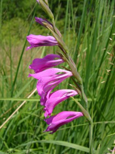 -gladiolus_imbricatus1.jpg