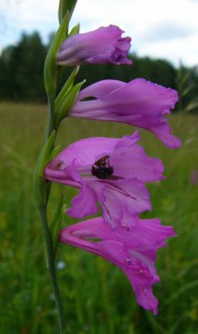 -gladiolus_imbricatus-kvety1.jpg