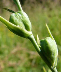 -gladiolus_imbricatus-plody1.jpg
