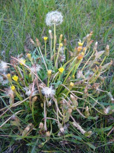 -taraxacum_bessarabicum-cela2.jpg