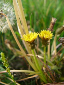 -taraxacum_bessarabicum1.jpg