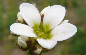 -saxifraga_bulbifera-detail.jpg