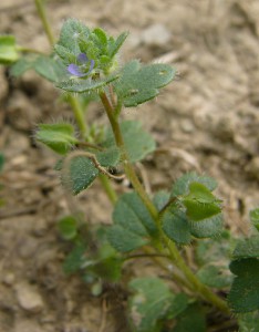 -veronica_hederifolia1.jpg