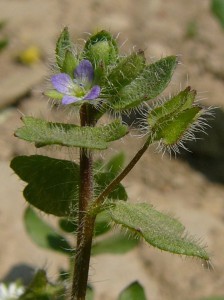 -veronica_hederifolia-kvet1.jpg