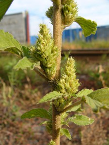 -amaranthus_retroflexus1.jpg
